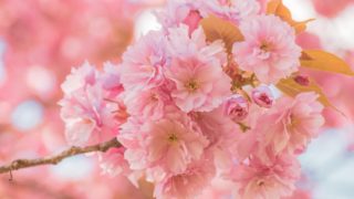 礼拝について　2026年3月10日